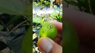 ICIP-ICIP BUAH TIN GREEN YORDAN #shortsvideo #fruit #buahtin #buahviral