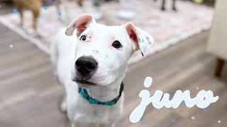 Juno The Adora-Bull-Terrier Mix Puppy