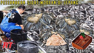 PETERNAKAN BELUT SIDAT MODERN DI JEPANG YANG MEMILIKI HARGA SEPERTI EMAS