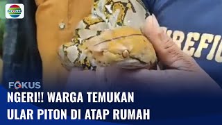 Ular Piton Ditemukan di Atap Rumah Warga, Diduga Karena Habitatnya di Hutan Terbakar | Fokus