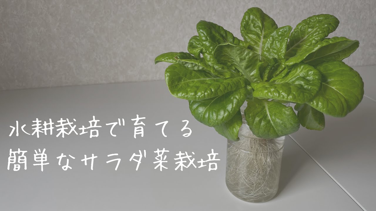 水耕栽培で育てる簡単なサラダ菜栽培 - YouTube