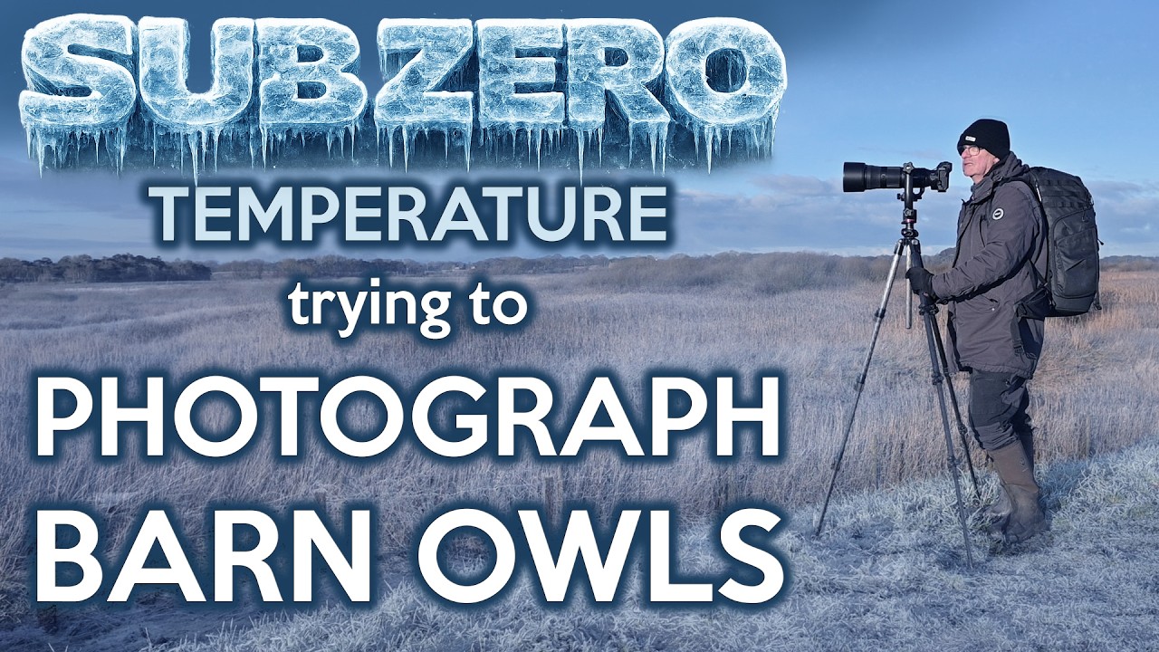 Преследование сипухи в районе Лунт-Медоуз при минусовой температуре — Фотографирование птиц.