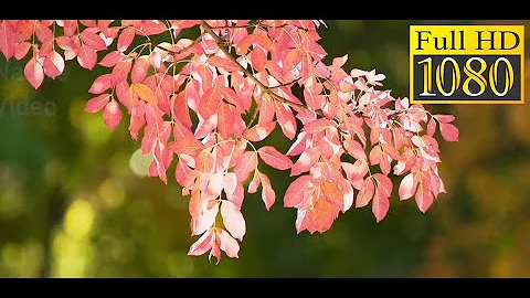 beautiful nature video part 8 | Amazing Nature Video