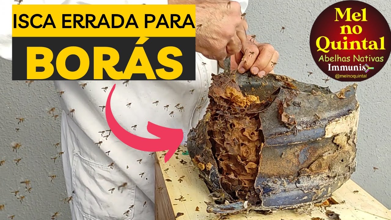 ISCA ERRADA para BORÁ (Tetragona clavipes)