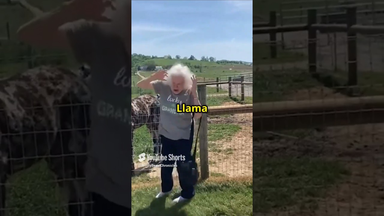 Llama Surprises Unsuspecting woman At Petting Zoo