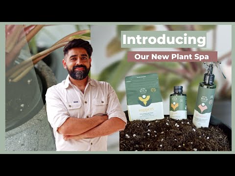 Video: Planter et spa i haven – Sådan dyrker du spa-urter og -planter