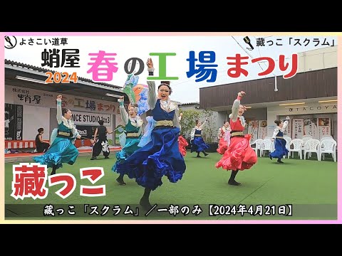 【蛸屋 春の工場まつり2024】藏っこ「スクラム」／一部のみ【2024年4月21日】