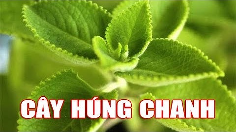 ĐIỆN BIÊN - Những bài thuốc từ cây húng chanh | Vị thuốc quanh ta