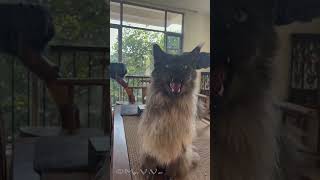 Mr. ViVo meows.  #mainecoon #cat #mrvivo #meow
