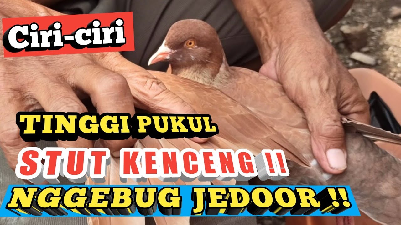 Ciri Ciri Merpati Tinggian Stut Kencang Nggebug Jedor Palamas Channel Youtube<script async src=