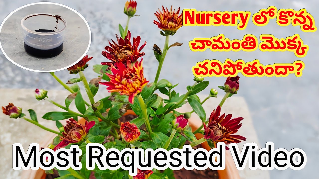 చామంతి మొక్క చనిపోవడానికి కారణాలు ఏమిటి?How to grow chamanthi plant in