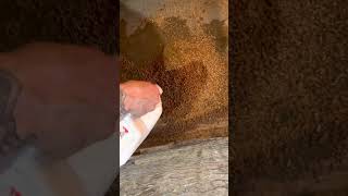 Perfect Chicken bedding! Equine pelletized bedding! How to use! Perfect Chicken bedding! Equine pelletized bedding! How to use!