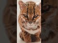Tiny cat discovered in Bolivia said to be 1st new feline species in over 100 years