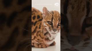 Tiny cat discovered in Bolivia said to be 1st new feline species in over 100 years