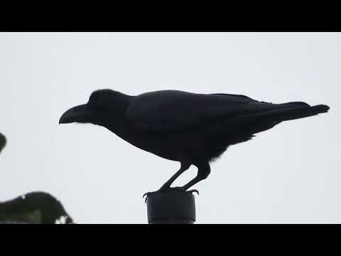 Corbeau à gros bec cri - Large billed Crow call