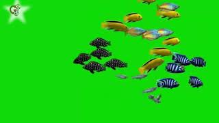 green screen ikan