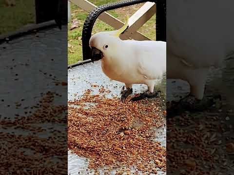 Mr Piggy the cockatoo is not willing to share