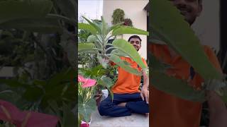 These Are Amazing Plants gardening plants summer foliageplant pots