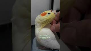 calopsita mansa #reflexões #reflexão #viral #calopsita #cockatiel #parrot #3kk