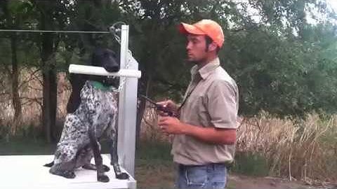 Teach Your Dog To Fetch - Trained Retrieve - Hold - Gun Dog Training