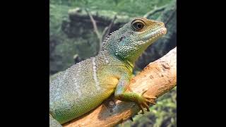 Water dragon||Reptile video||#shorts #waterdragon #reptiles