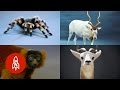 These 8 Unique Creatures Are As Rare As They Are Fascinating