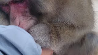 Unintentional ASMR - More Monkey grooming 