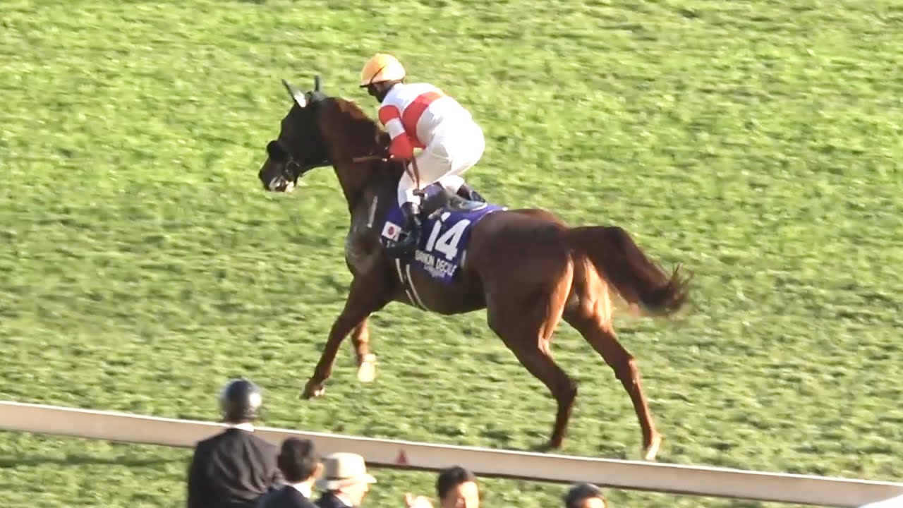 現地 本馬場入場】2025 G1 ジャパンカップ 【東京競馬場】 - YouTube