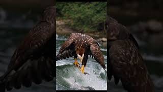 Must SEE!! Extreme close up off a Bald Eagle snatching a fish from a whirlpool. #eagle #bird