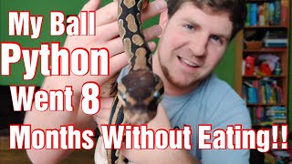 Famous My Ball Python went 8 Months without eating!! Net Worth