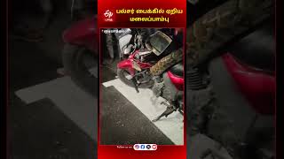 பல்சர் பைக்கில் ஏறிய மலைப்பாம்பு | Python climbs onto a Pulsar bike