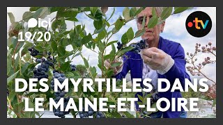 Cueillir Des Myrtilles Dans Le Maine-Et-Loire, Cest Possible