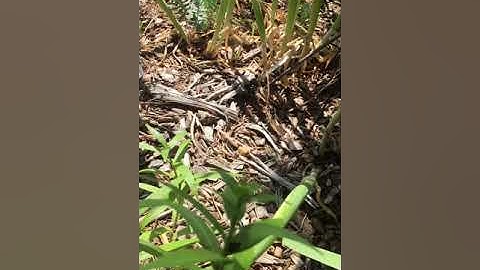 Saving tiger lily “seeds”