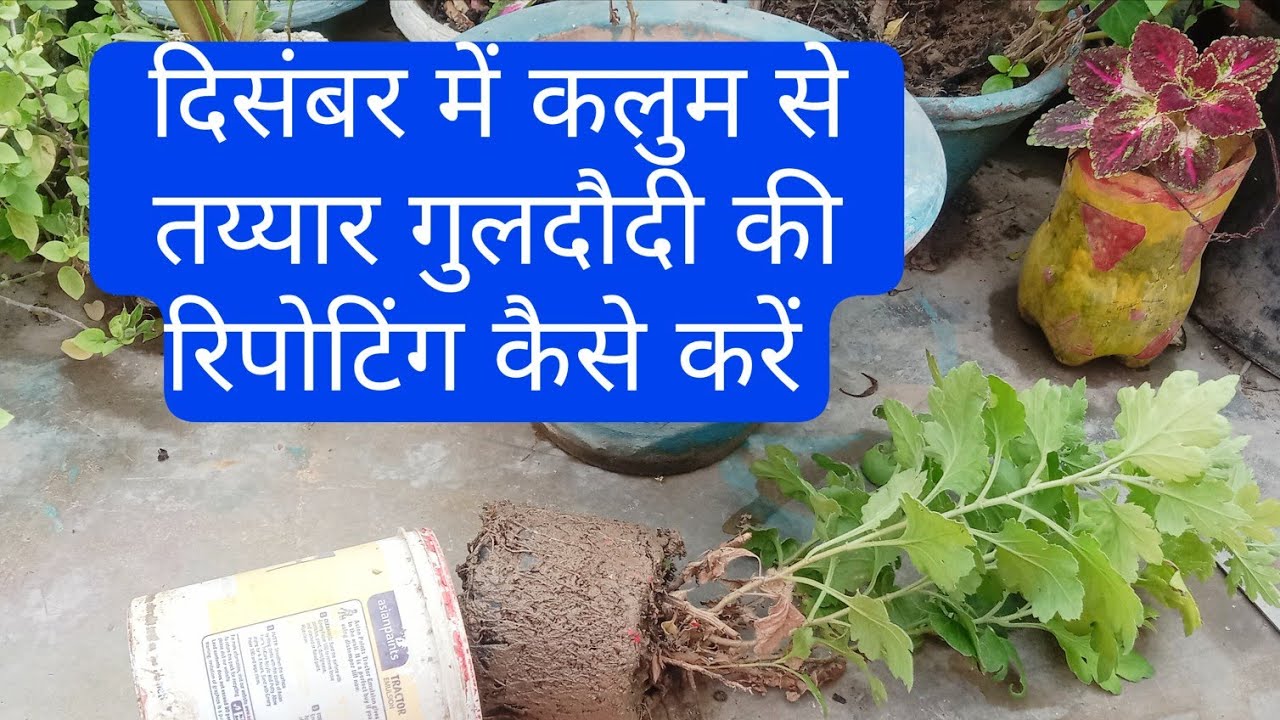 December mein cutting se tayyar guldaudi ke poudhon ki repotting kaise