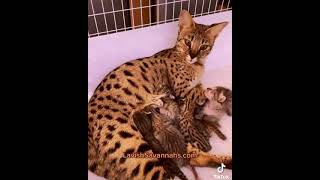We have kittens!🥰 #lavishsavannahs #shorts #kittens