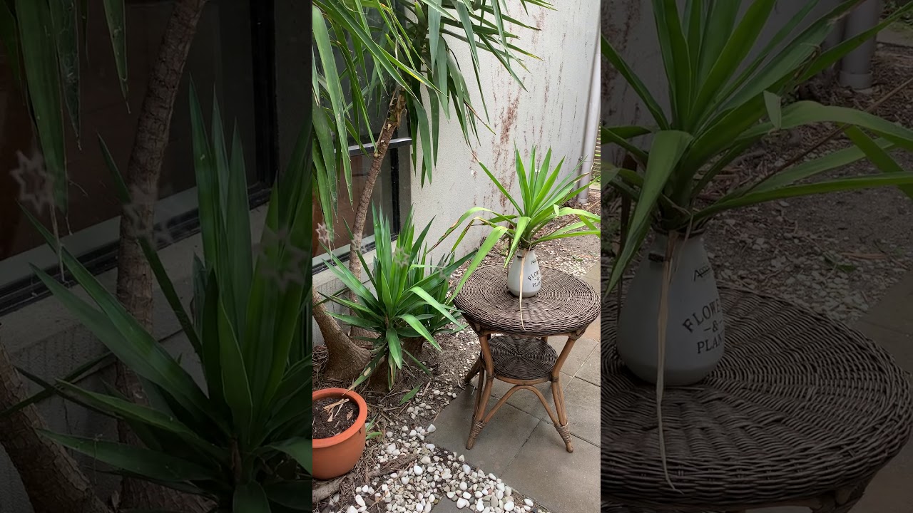 Bettina Brougham Garden