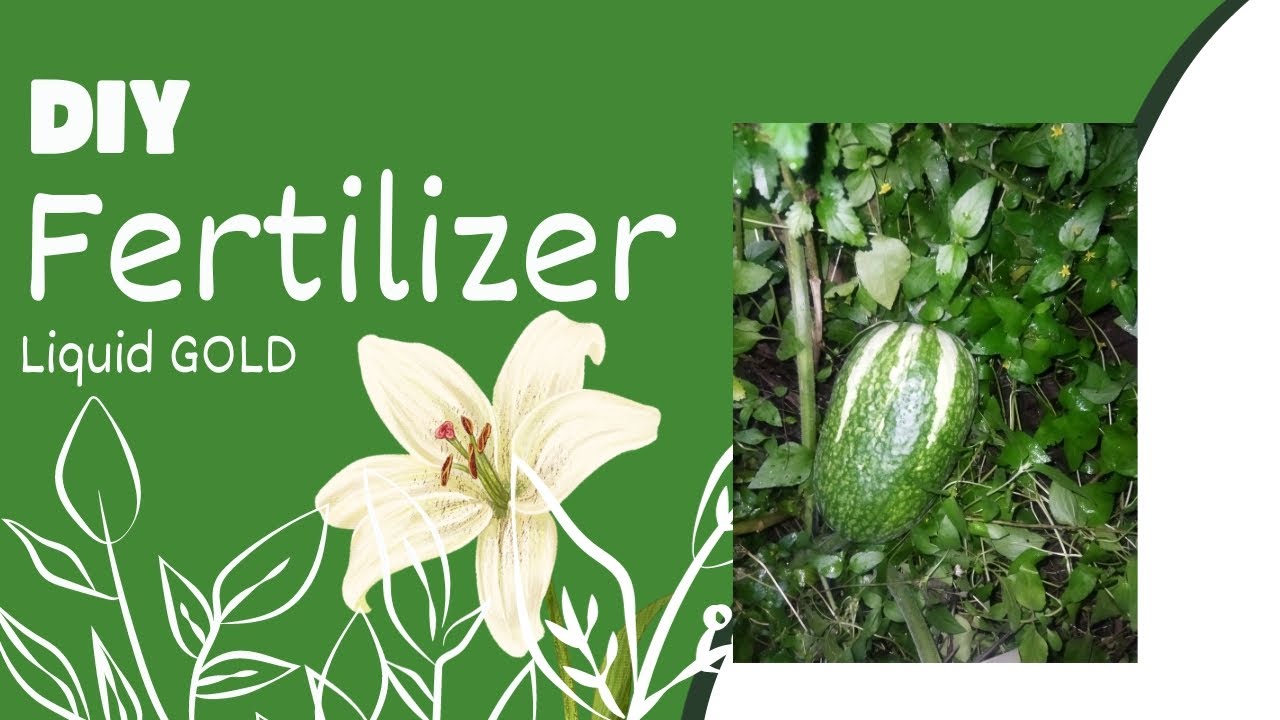 DIY Liquid FERTILIZER How To Make FERTILIZER At Home YouTube diy-liquid-fertilizer-how-to-make-fertilizer-at-home-youtube