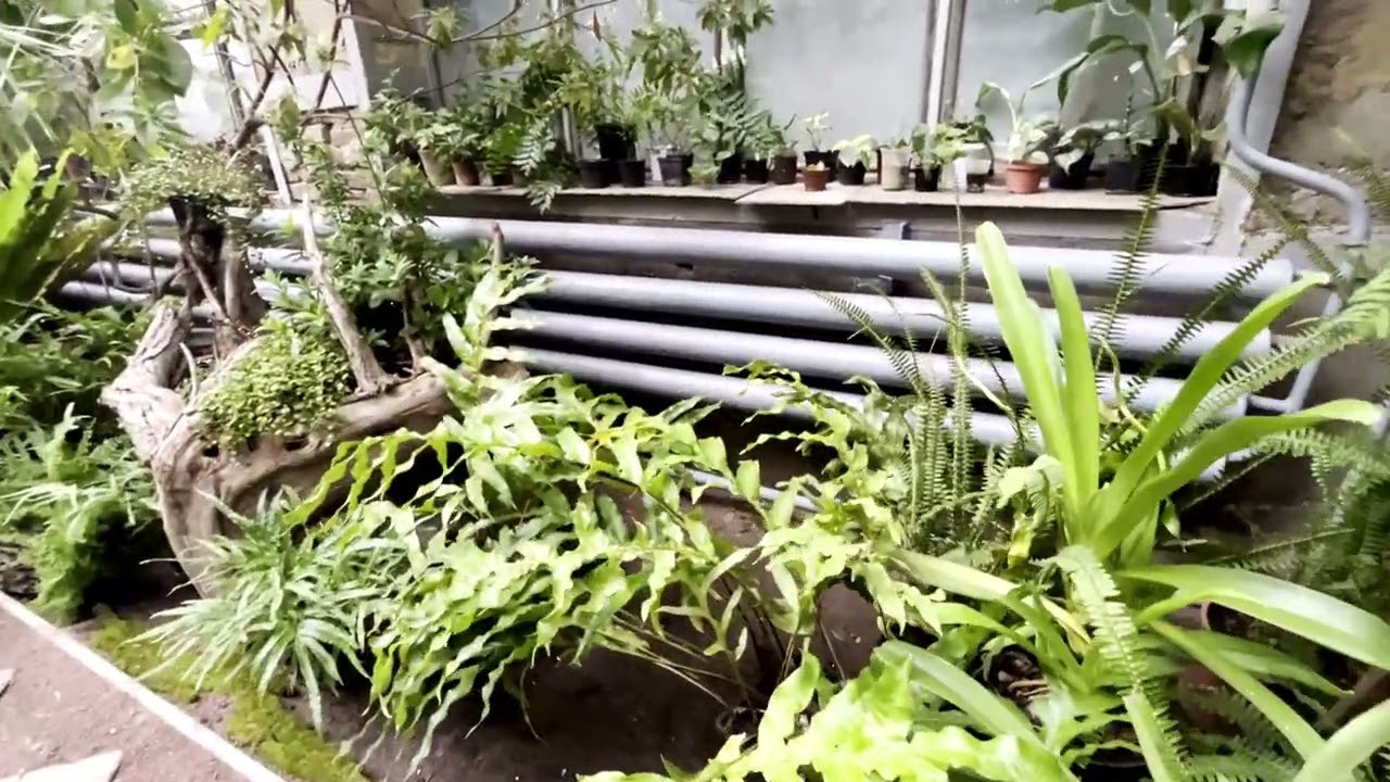 Харківський ботанічний сад!!! Частина 3! Оранжерея! лютий 2025 рік