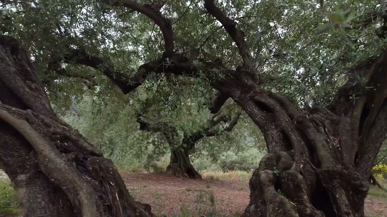 Nacimiento del río Guaro