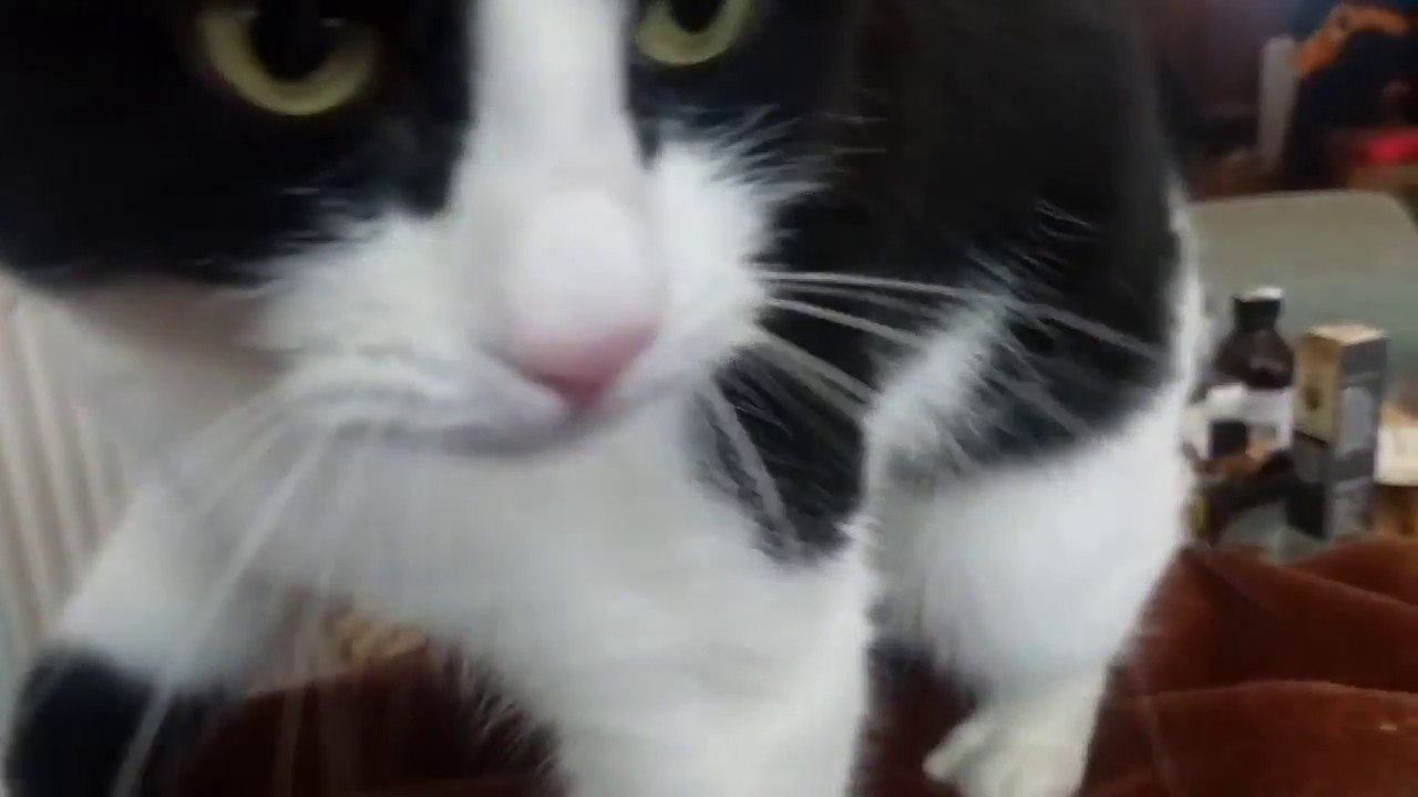 Smudge the cat kneading (pawing) with all four paws. YouTube