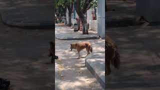 Eragada Sunday market#exploring #shorts videos#viral