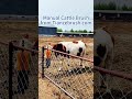Watch cows go wild over their favourite manual cattle brush. #cow #cowbrush #cattle #cattlebrush