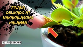 10 Kakaibang Halaman na Kumakain ng Hayop at Insekto | Pinaka Delikadong Halaman 10 Kakaibang Halaman na Kumakain ng Hayop at Insekto | Pinaka Delikadong Halaman