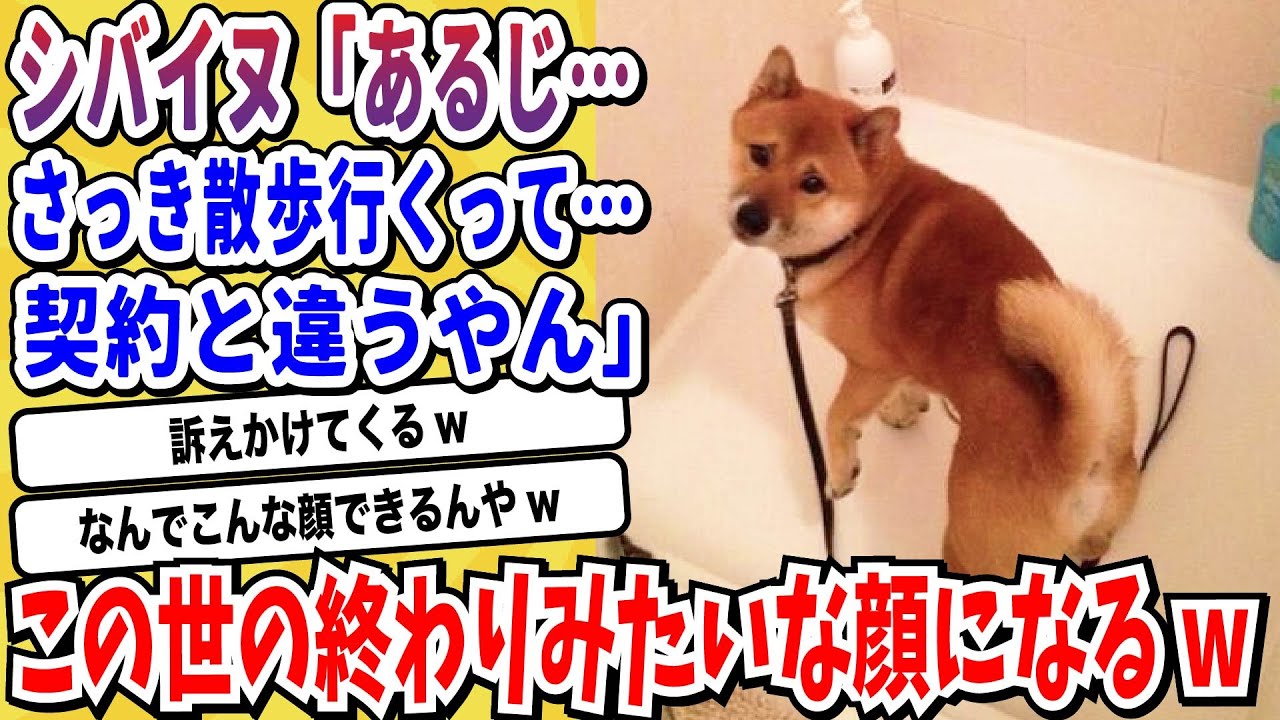 【2ch動物スレ】柴犬さん「散歩！」と言われてついて行ったらあるじがまさかの裏切り→大嫌いなお風呂に連れて行かれてしまう【なんj/にちゃん 面白いスレ】