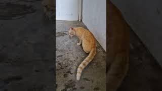 #KUCING PUNYA EMPAT KAKI#youtubeshort #SiOyen Baper😃🤦#fypシ゚viral