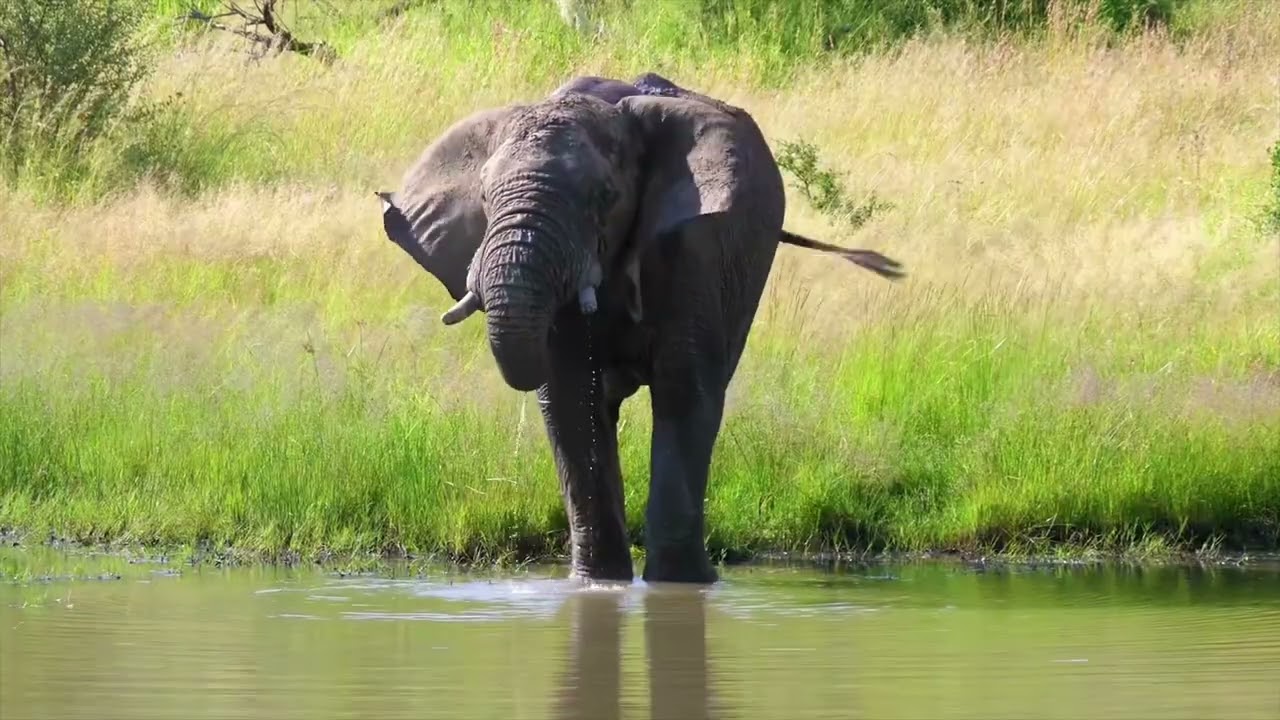 Eland vs Elephant: Giants of the African Wild