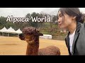 [VLOG] Альпаки в Корее (Alpaca World)