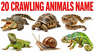 20 Crawling Animals Names in English and Hindi | With Pictures for Kids |20 रेंगने वाले जीवों के नाम