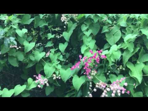 Bees Buzzing