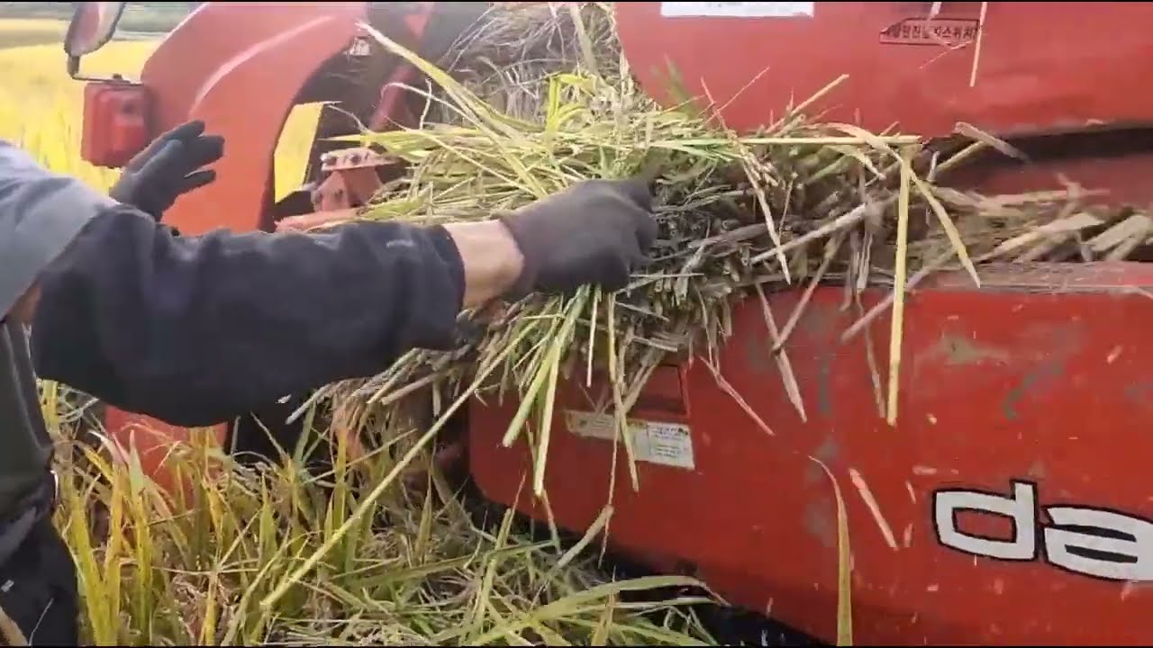 대청댐 주변지역 어르신 콤바인 점검과 추수 작업현장 (2006년식 DSM65G)